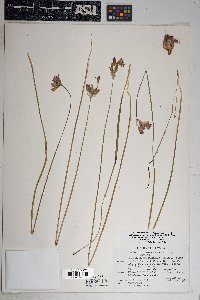 Dichelostemma capitatum subsp. pauciflorum image