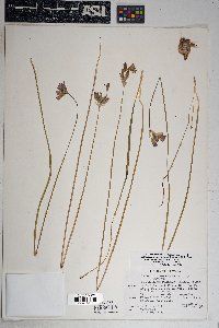 Dichelostemma capitatum image