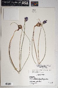 Dichelostemma capitatum subsp. pauciflorum image