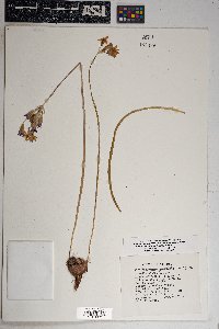 Dichelostemma capitatum subsp. pauciflorum image