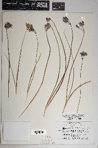 Dichelostemma capitatum subsp. pauciflorum image
