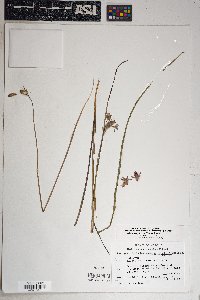 Dichelostemma capitatum subsp. pauciflorum image