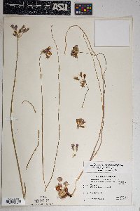 Dichelostemma capitatum image