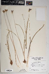 Dichelostemma capitatum image