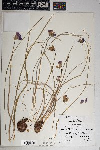 Dichelostemma capitatum subsp. pauciflorum image