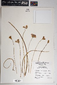 Dichelostemma capitatum subsp. pauciflorum image