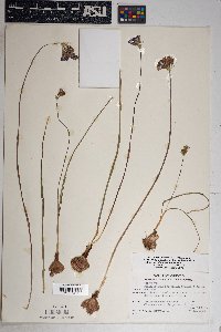 Dichelostemma capitatum subsp. pauciflorum image