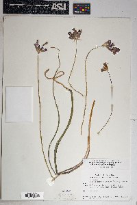 Dichelostemma capitatum subsp. pauciflorum image