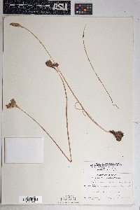 Dichelostemma capitatum subsp. pauciflorum image