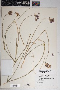 Dichelostemma capitatum subsp. pauciflorum image