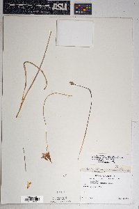 Dichelostemma capitatum subsp. pauciflorum image