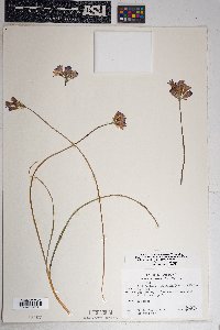 Dichelostemma capitatum subsp. pauciflorum image