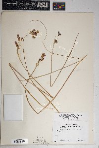 Dichelostemma capitatum image