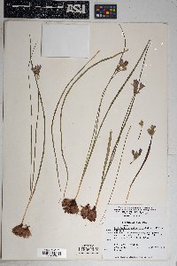 Dichelostemma capitatum subsp. pauciflorum image