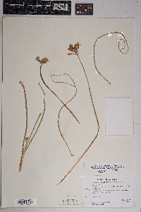 Dichelostemma capitatum subsp. pauciflorum image