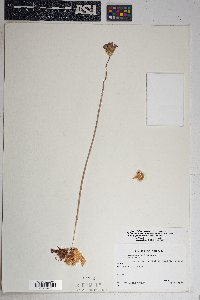 Dichelostemma capitatum image