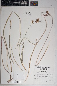 Dichelostemma capitatum subsp. pauciflorum image