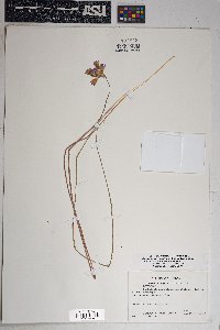 Dichelostemma capitatum subsp. pauciflorum image