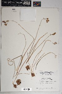 Dichelostemma capitatum subsp. pauciflorum image