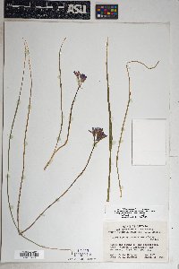 Dichelostemma capitatum image