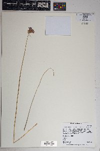 Dichelostemma congestum image