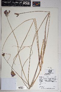 Dichelostemma congestum image