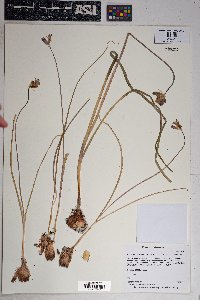 Dichelostemma congestum image