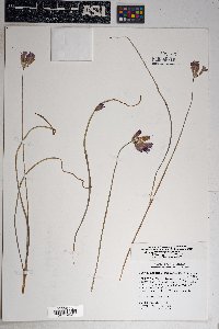 Dichelostemma capitatum subsp. pauciflorum image