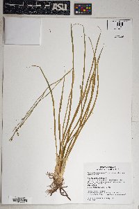 Echeandia flavescens image