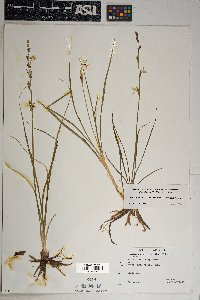 Echeandia flavescens image