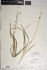 Echeandia flavescens image