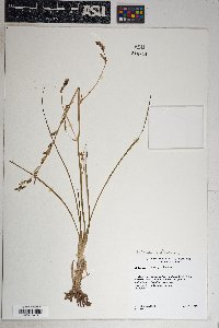 Echeandia flavescens image