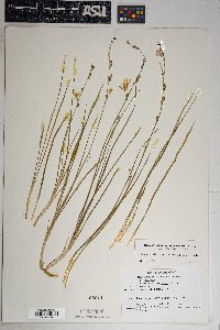 Echeandia flavescens image