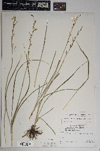 Echeandia flavescens image