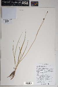 Echeandia flavescens image