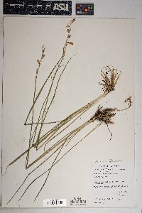 Echeandia flavescens image