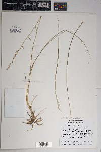 Echeandia flavescens image