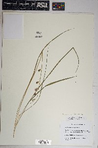 Echeandia flavescens image