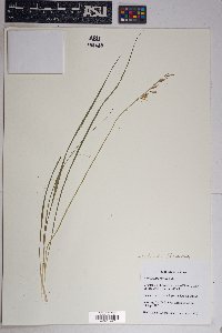 Echeandia flavescens image