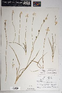 Echeandia flavescens image