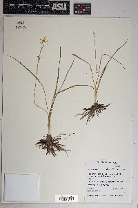 Echeandia flavescens image