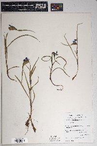 Commelina dianthifolia image