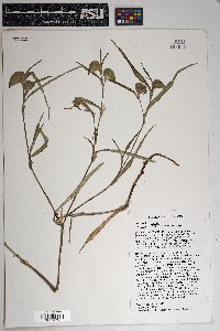 Commelina erecta var. angustifolia image