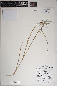 Tradescantia occidentalis image