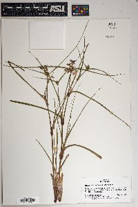 Tradescantia occidentalis image