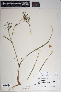 Tradescantia occidentalis var. occidentalis image