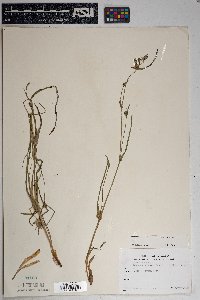 Tradescantia occidentalis image