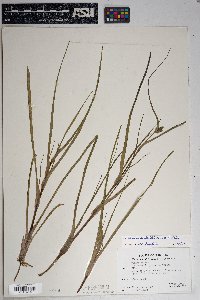 Tradescantia occidentalis image