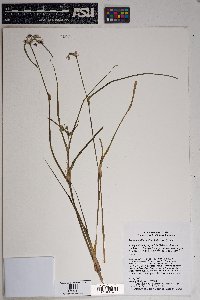 Tradescantia occidentalis image