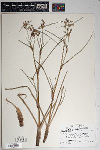 Psorothamnus spinosus image